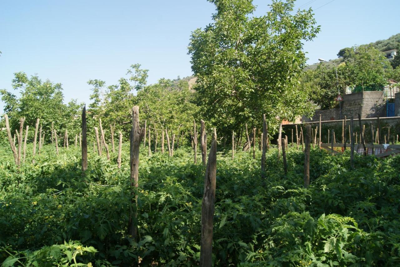 Agriturismo Nonno Luigino Vico Equense Εξωτερικό φωτογραφία