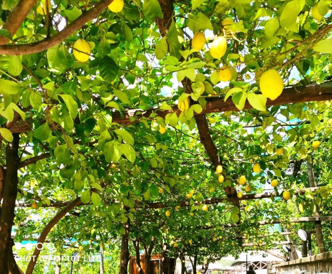 Agriturismo Nonno Luigino Vico Equense Εξωτερικό φωτογραφία